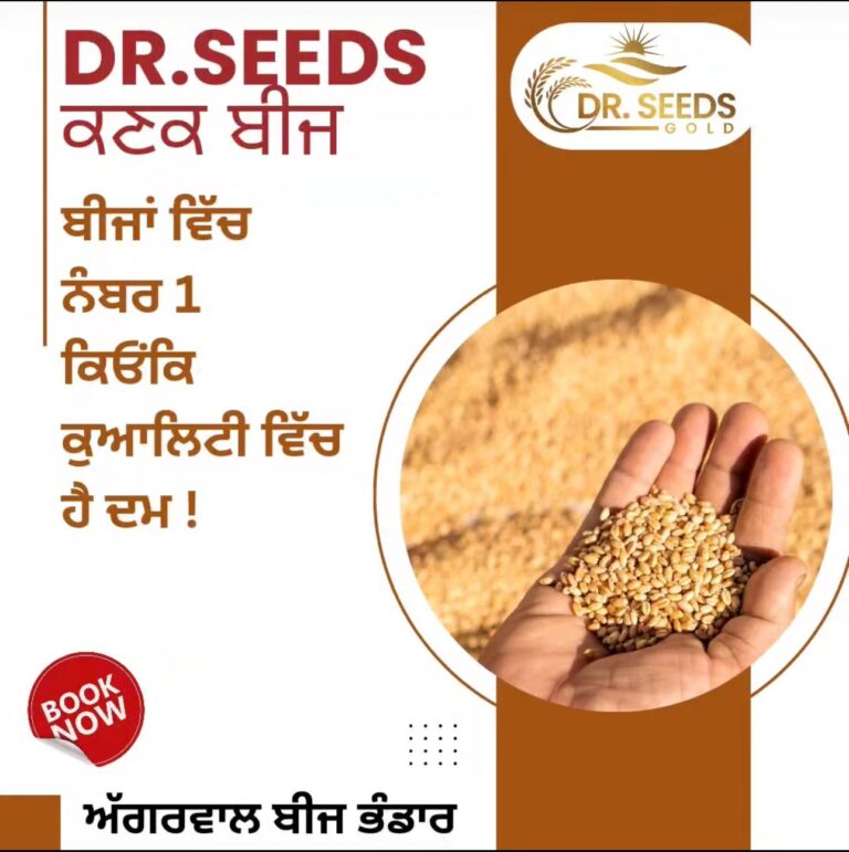 DR SEEDS WHEAT SEED