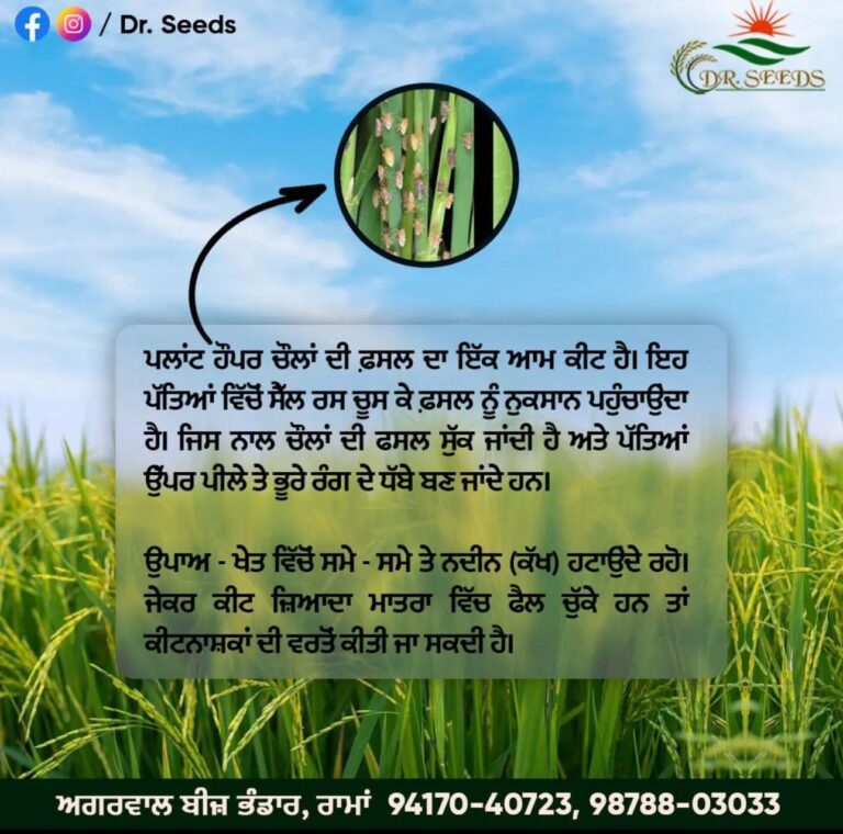 INSECT PROTECTION GUIDANCE BY DR SEEDS
