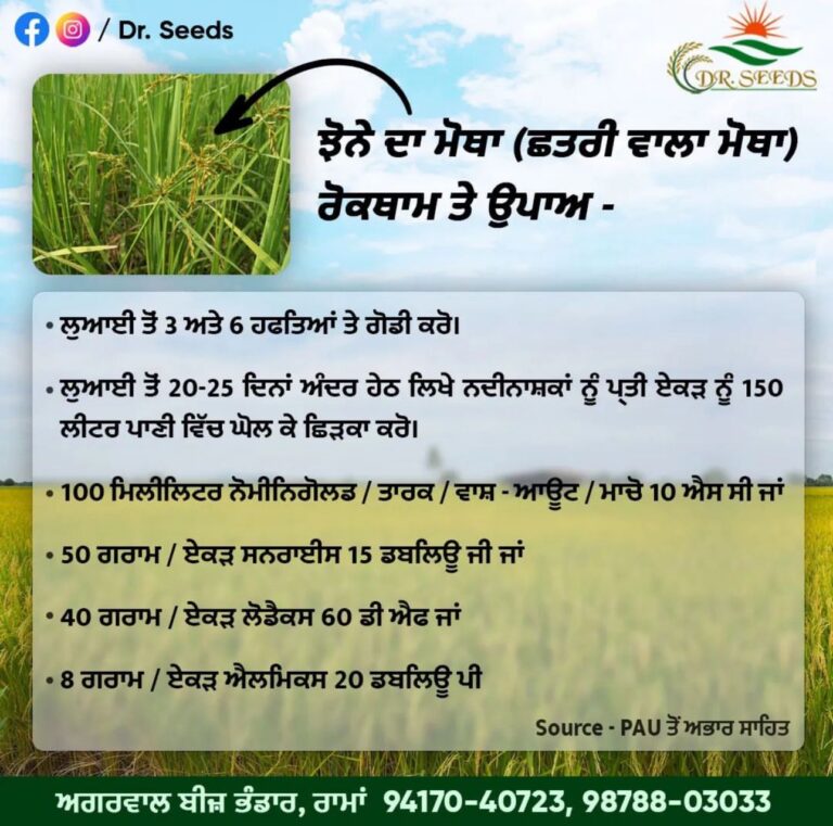 GUIDANCE BY AGGARWAL BEEJ BHANDAR ON PADDY PROTECTION