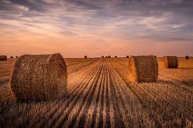 EVENING FARM