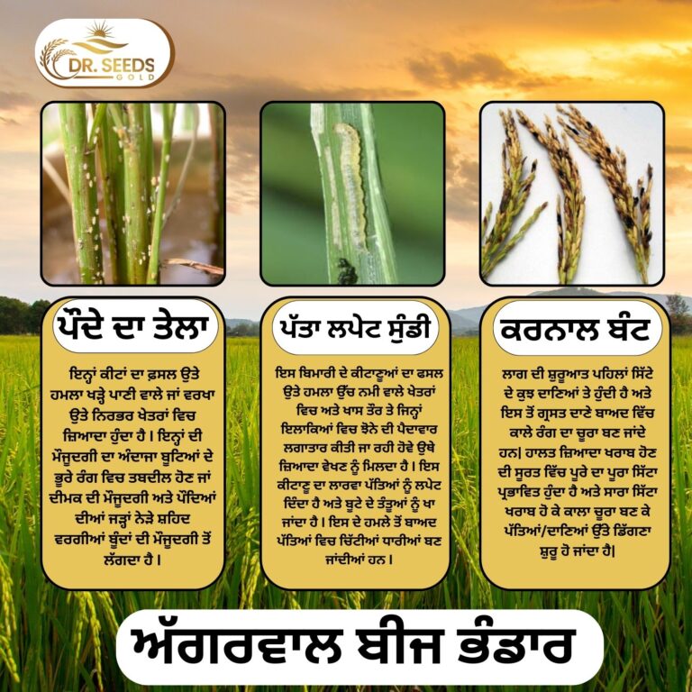 ਪੌਦੇ ਦਾ ਤੇਲਾ