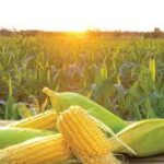 MAIZE 1